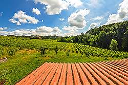 	Ferienhaus mit Pool auf Toskana Weingut - im Weinberg