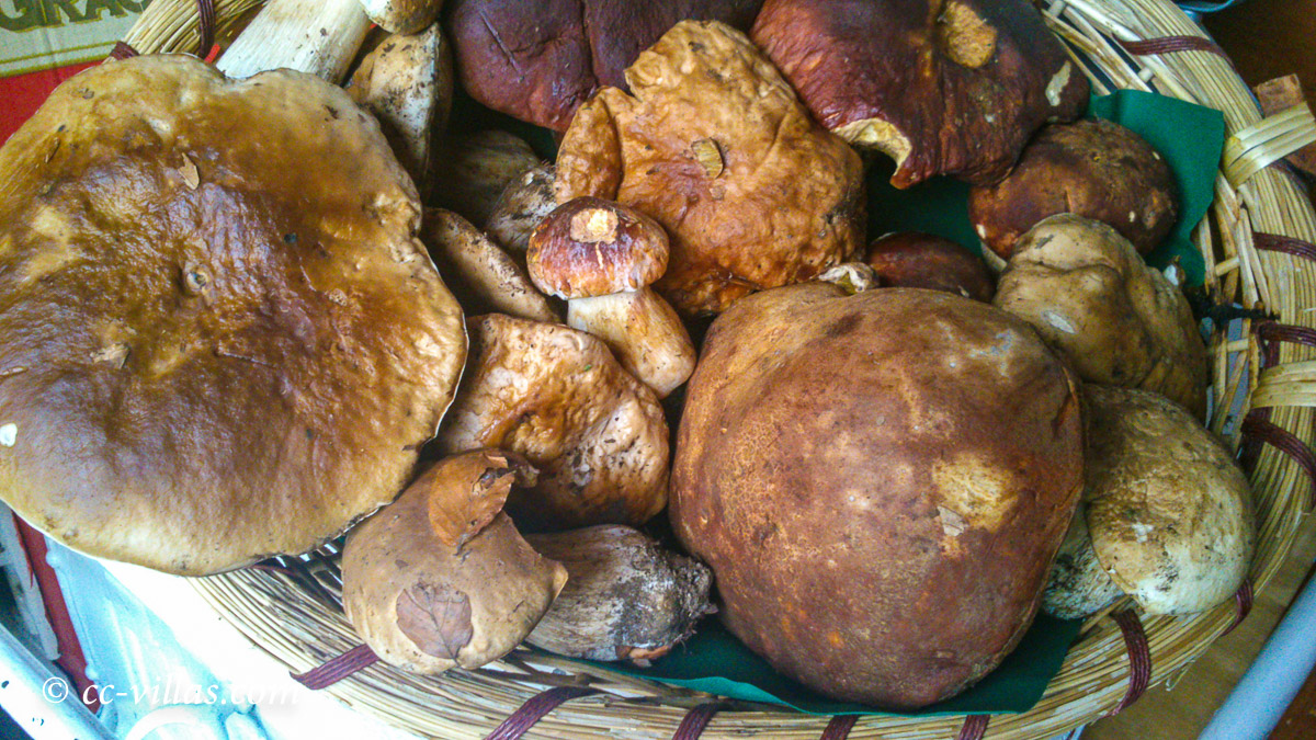 Pilze in der Toskana sammeln und essen